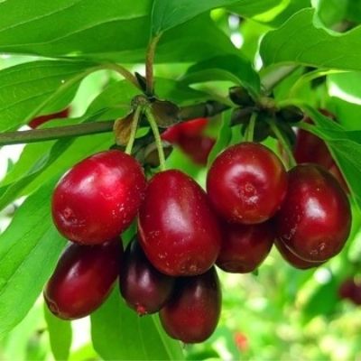 Кизил Овальный привитой