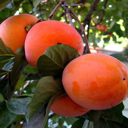 Хурма Красный бриллиант (Рохо бриллиант)