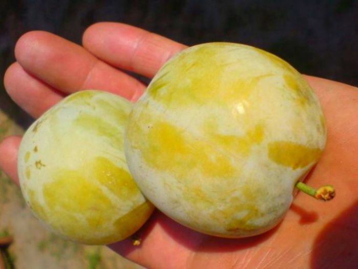 Слива Белая медовая