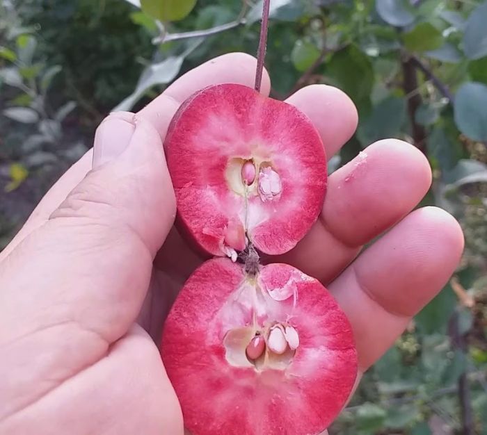 Райское Яблоко красное Роялти