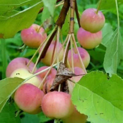 Яблоня райская Жёлтая
