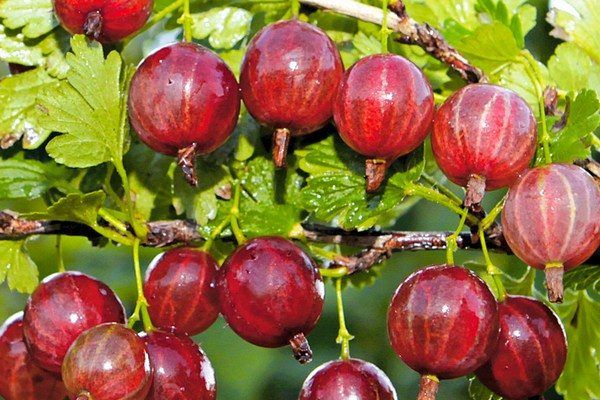 Крыжовник Колобок (бесшипный)