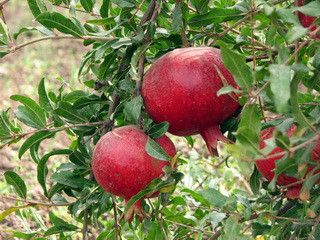 Гранат Гюлоша розовая