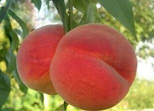 Персик Фиделия