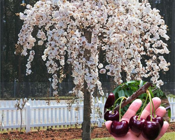 Вишня Плакучая на штамбе