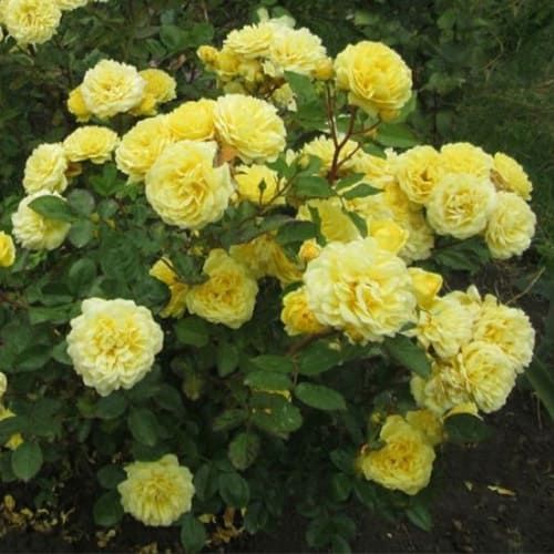 Роза на штамбе Ани Дюпрей