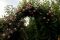 Роза на штамбе Барок