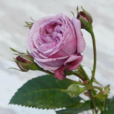 Роза Блю скай фри