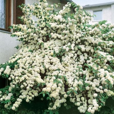 Калина Булденеж