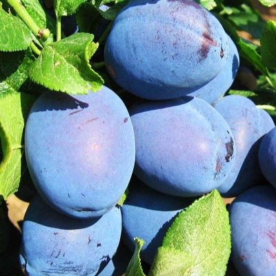 Слива Чачакская ранняя