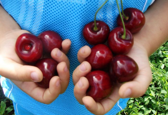 Черешня Крупноплодная