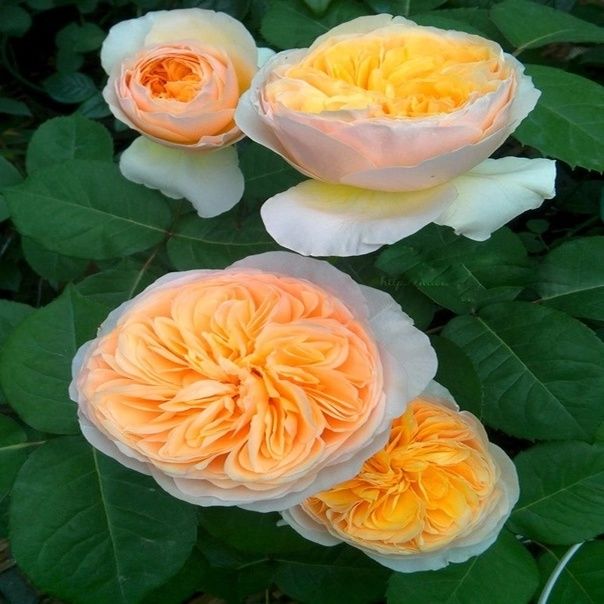 Роза Джульетта