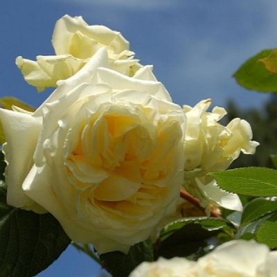 Роза Эльф