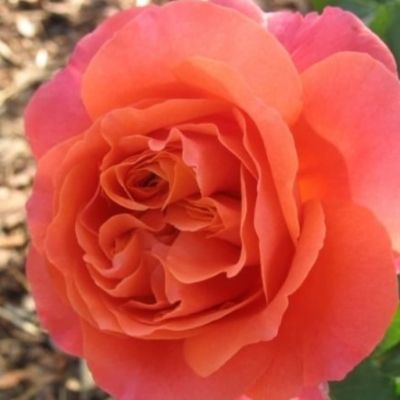 Роза Эмильен Гийо