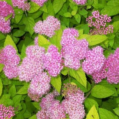 Спирея Голден принцесс