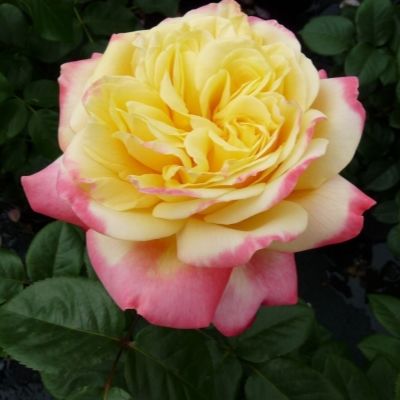 Роза Юбилей Кордеса