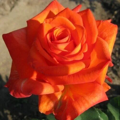 Роза Ксюша  NEW