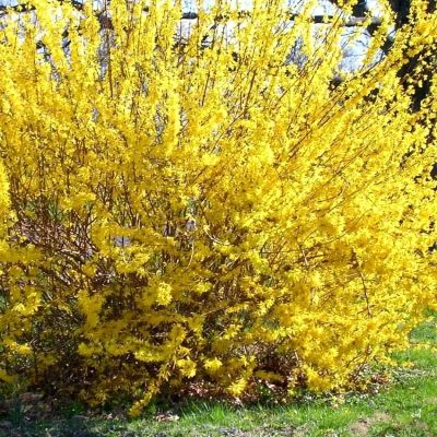 Форзиция корейская Кумсон