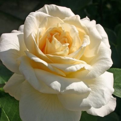 Роза Ла Перла