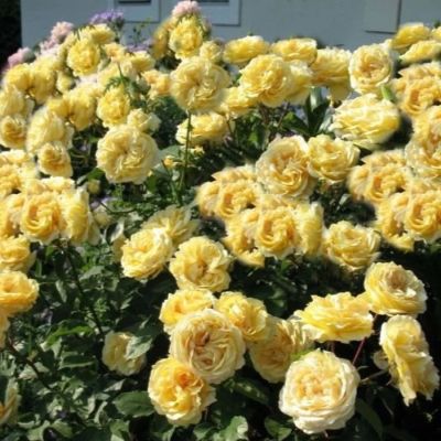 Роза Лимон помпон