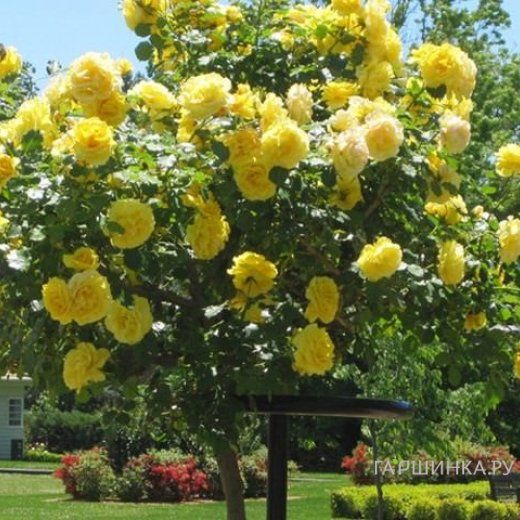 Роза на штамбе Лимон Помпон