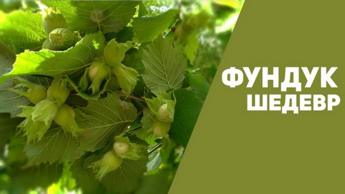 Фундук Шедевр