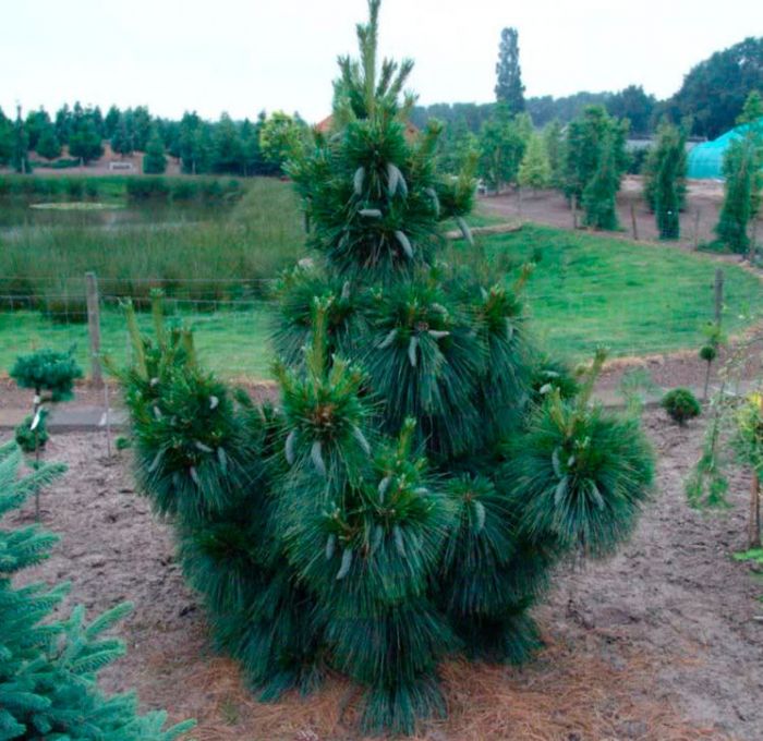 Сосна Шверина