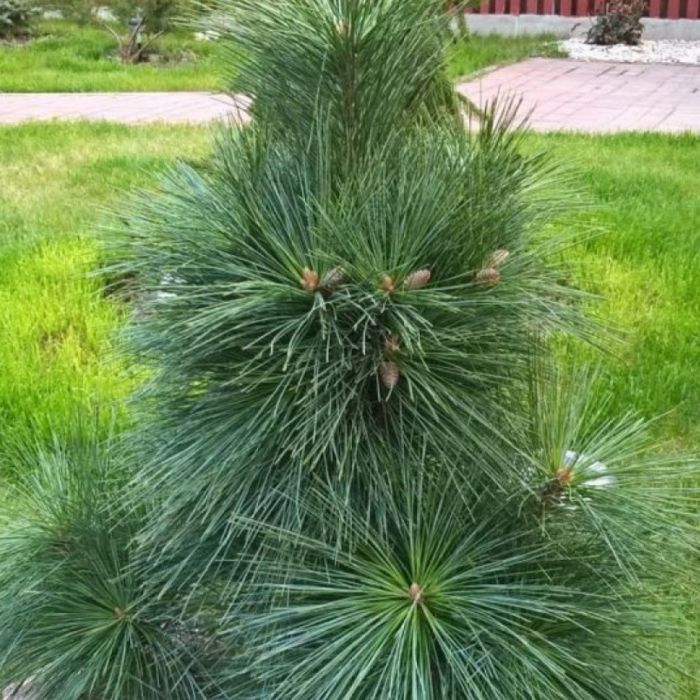 Сосна Шверина
