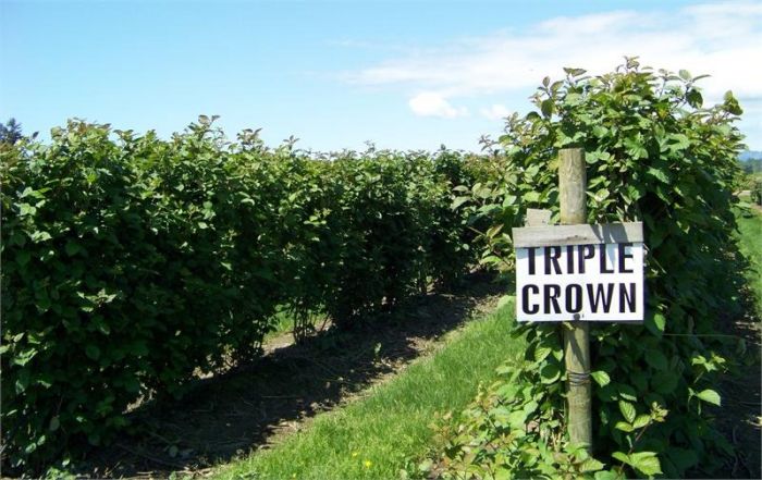 Ежевика Тройная корона