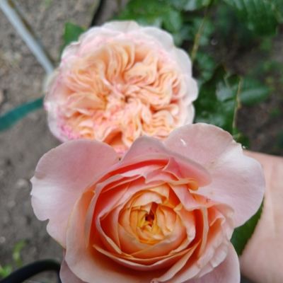 Роза на штамбе Вувузела Пинк