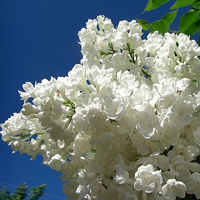 Сирень привитая Жанна Дарк (махровая)