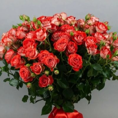 Роза Зодиак